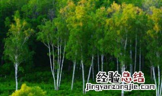 白桦树什么季节生长 白桦树什么季节生长快