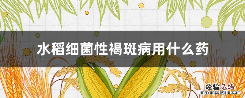 水稻细菌性褐斑病用什么药 水稻细菌性褐斑病用什么药效果好