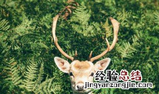 鹿肉和猪肉一起做饺子馅好吗