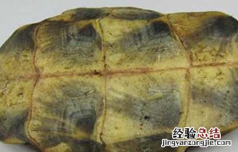 龟板胶的功效与作用及食用方法板 龟板胶的功效与作用