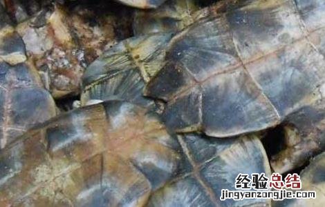 龟板胶的功效与作用及食用方法板 龟板胶的功效与作用