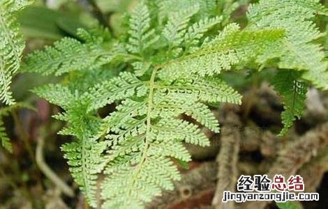 骨碎补的功效与作用图片 骨碎补的功效与作用
