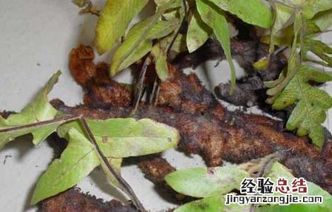 骨碎补的功效与作用图片 骨碎补的功效与作用