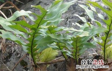 骨碎补的功效与作用图片 骨碎补的功效与作用