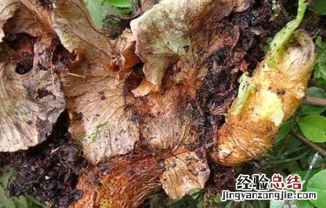骨碎补的功效与作用图片 骨碎补的功效与作用