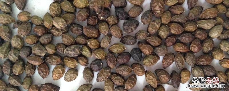 苦参子与鸦胆子区别 复方苦参和鸦胆子油哪个好