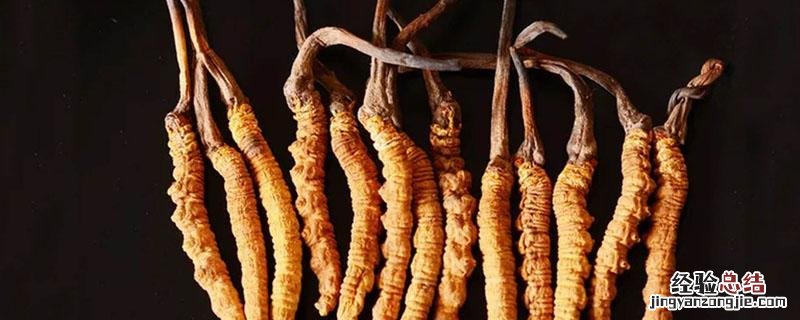 冬虫夏草的真菌和幼虫是什么关系 冬虫夏草是药用真菌吗