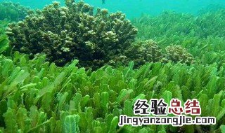 藻类在人类社会发展过程中的作用 藻类在人类社会发展过程中的作用是
