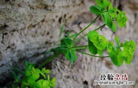 细辛的功效与作用 甘遂的功效与作用