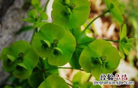细辛的功效与作用 甘遂的功效与作用
