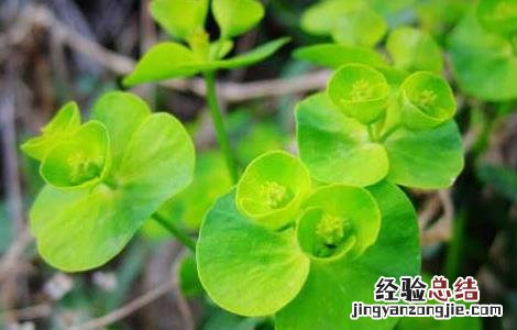 细辛的功效与作用 甘遂的功效与作用