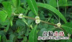 六种人不能吃鬼针草 虾钳草的功效与作用