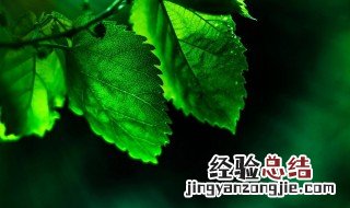 绿色由哪两种颜色组成 绿色由什么色和什么色组成