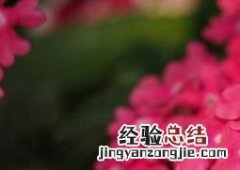 宿根福禄考怎么养 宿根福禄考如何进行繁殖