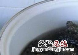 如何发海参最好方法 海参如何泡发