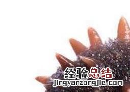 如何发海参最好方法 海参如何泡发
