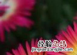 松叶菊图片 松叶菊图片百度百科