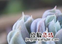 特玉莲多肉好看吗 多肉植物特玉莲怎么养