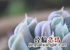 特玉莲多肉好看吗 多肉植物特玉莲怎么养