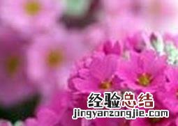 美女樱的种植方法和注意事项 美女樱的种植方法
