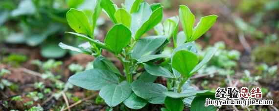 蚕豆田除草用什么除草剂 蚕豆除草用什么除草剂