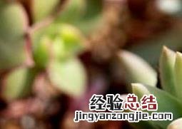 多肉千佛手的养殖方法 多肉植物千佛手怎么养