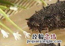 干海参怎么食用 干海参怎么食用比较好