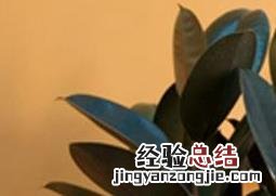 印度橡皮树怎么养活 印度橡皮树怎么养