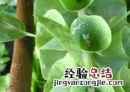 贝壳花图片 贝壳花图片大全大图