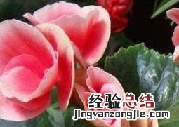 四季秋海棠怎么种植 四季秋海棠的种植方法