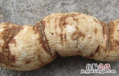 粉防己的功效与作用 粉防己的功效与作用风湿怎么用
