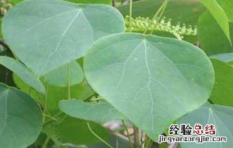 粉防己的功效与作用 粉防己的功效与作用风湿怎么用