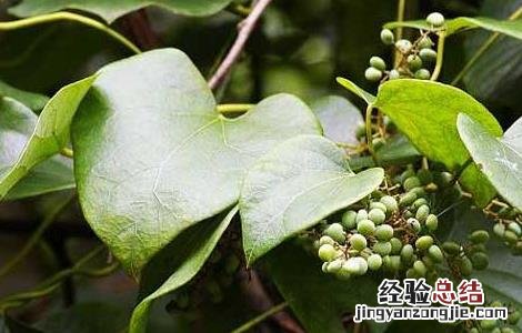 粉防己的功效与作用 粉防己的功效与作用风湿怎么用