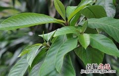 水枇杷的功效与作用是什么 水枇杷的功效与作用
