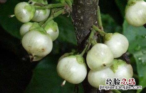 水枇杷的功效与作用是什么 水枇杷的功效与作用