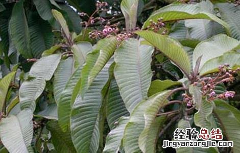 水枇杷的功效与作用是什么 水枇杷的功效与作用