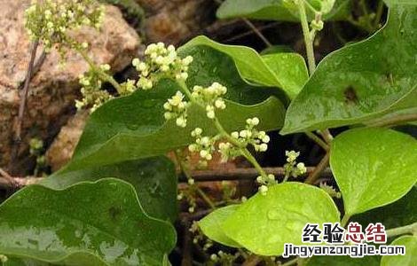 防己的功效与作用 防己的功效与作用的功能与主治与用量