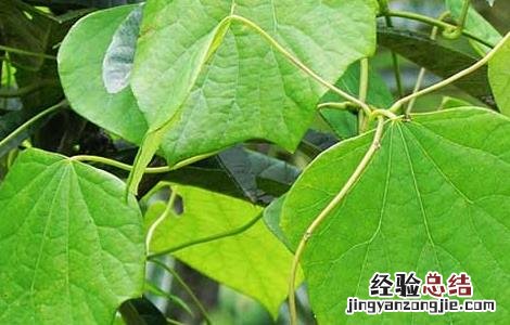 防己的功效与作用 防己的功效与作用的功能与主治与用量
