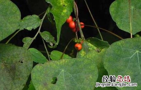 防己的功效与作用 防己的功效与作用的功能与主治与用量