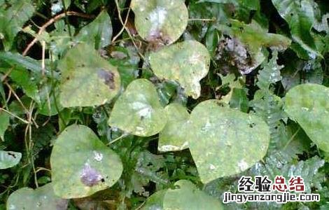 防己的功效与作用 防己的功效与作用的功能与主治与用量