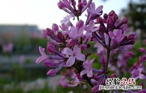 丁香的功效与作用与主治 丁香的功效与作用