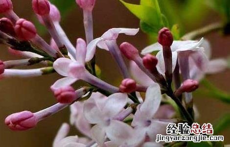 丁香的功效与作用与主治 丁香的功效与作用