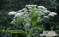 独活的功效与作用与主治 独活的功效与作用