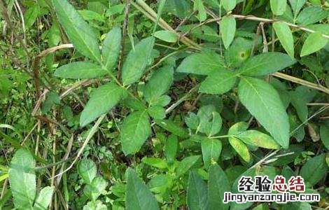 独活的功效与作用与主治 独活的功效与作用