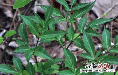 独活的功效与作用与主治 独活的功效与作用