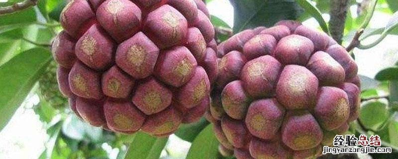 黑老虎水果种植条件 黑老虎水果怎样种植
