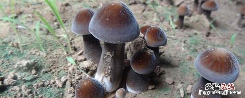 鸡枞菌的禁忌 鸡枞菌禁忌