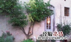 菩提树怎么养 普缇树起什么作用