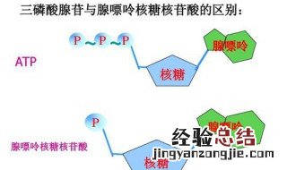 植物光合作用中ATP的生成场所 光合作用中atp的形成部位
