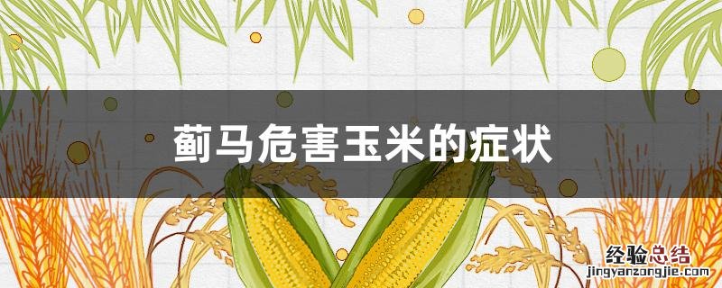蓟马危害玉米的症状有哪些 蓟马危害玉米的症状